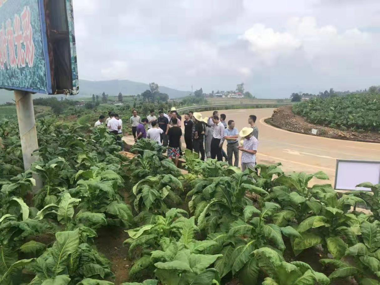 道潤與攀枝花市煙草公司種植示范項(xiàng)目實(shí)施情況