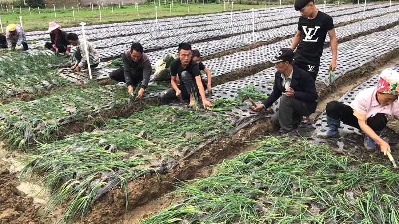 德昌供港小蔥今日正式開始栽種 期待50天后的豐收！